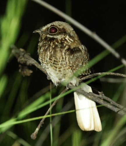 White-winged Nightjar (Eleothreptus candicans)
