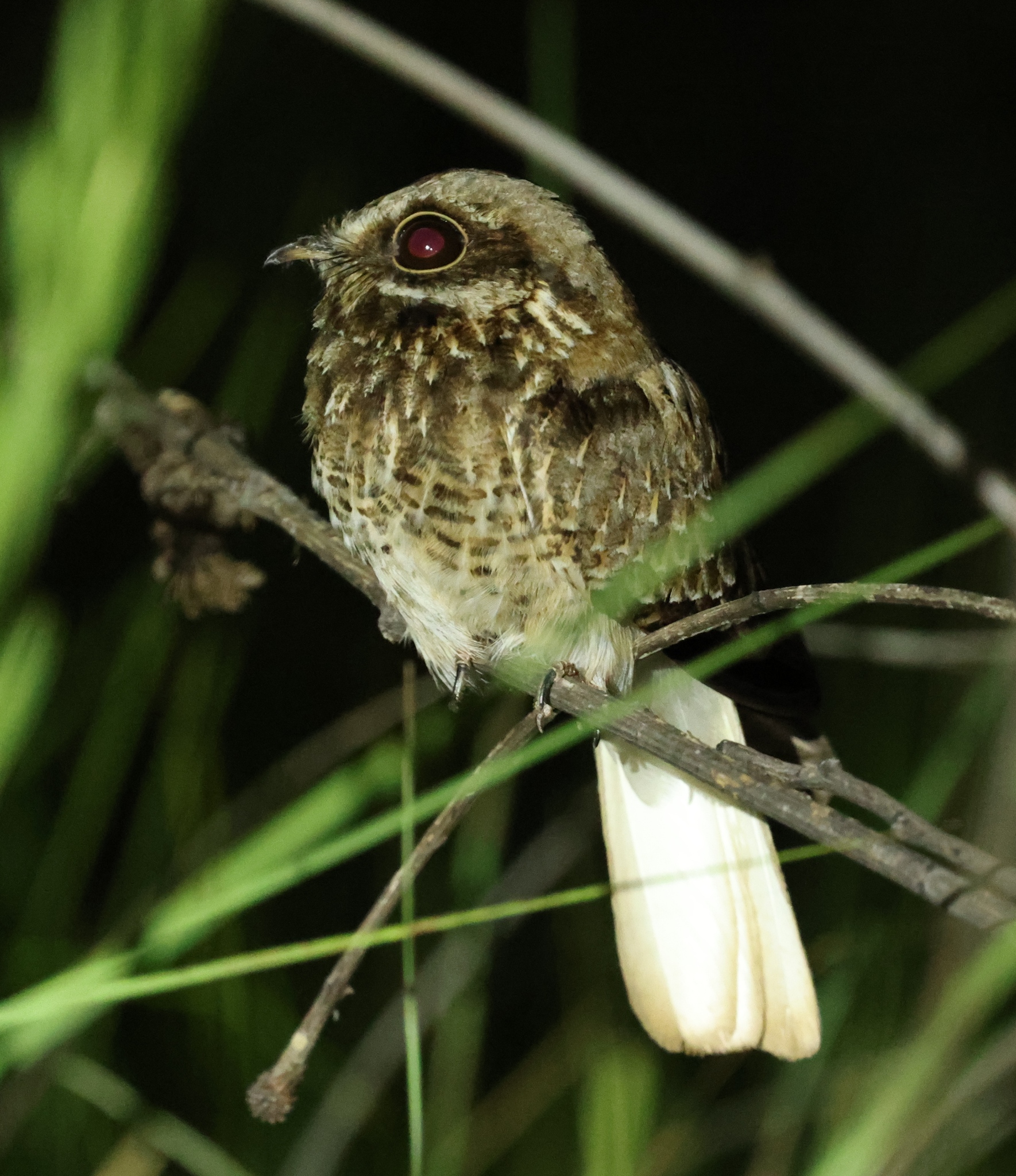 White-winged Nightjar (Eleothreptus candicans), photo 1