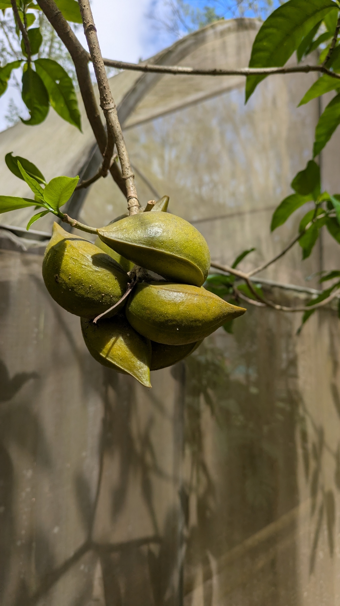 Imagem de Tabernaemontana litoralis