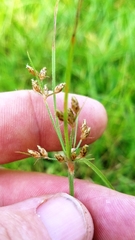 Fimbristylis decipiens