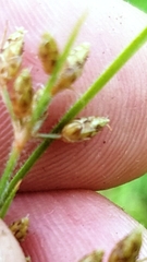 Fimbristylis decipiens