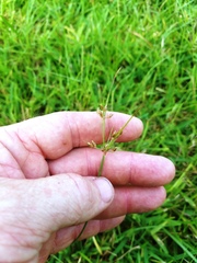 Fimbristylis decipiens