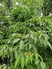 Magnoliopsida