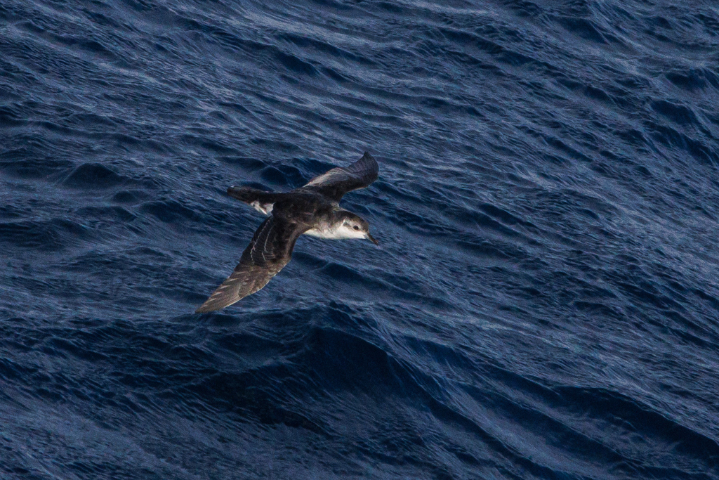 Subantarctic Shearwater