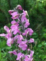 Pedicularis rostratospicata