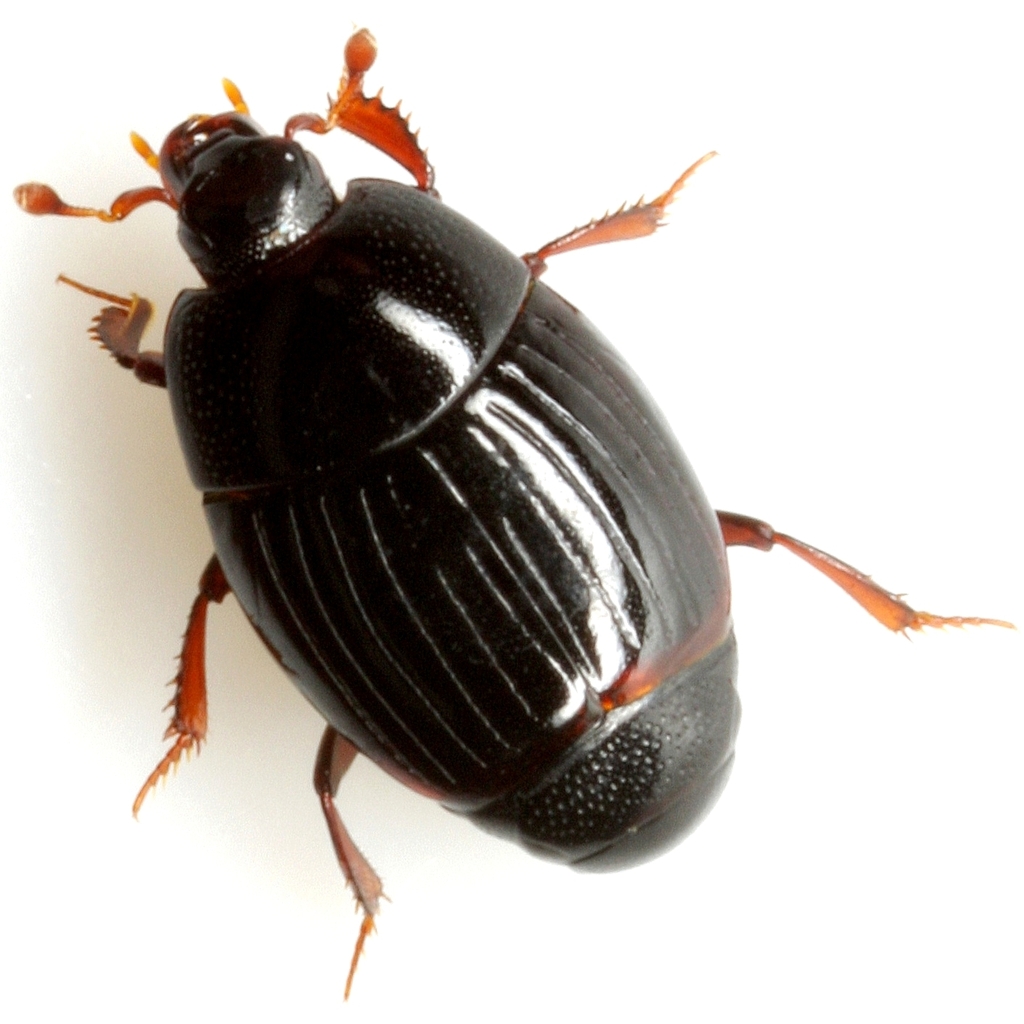 Phelister brevistriatus