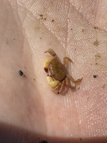 Acantholobulus caribbaeus