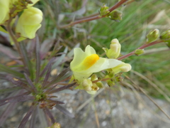 Linaria vulgaris