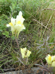 Linaria vulgaris
