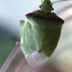 Thyanta pallidovirens