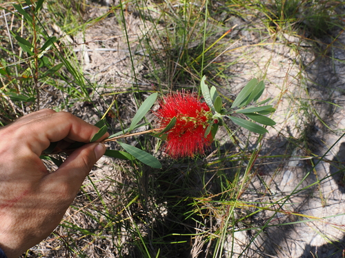 Image of Melaleuca pachyphylla by (c) Lucas Christofides, some rights reserved (CC BY)