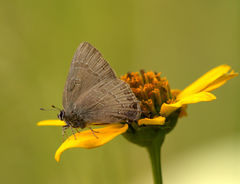 Satyrium