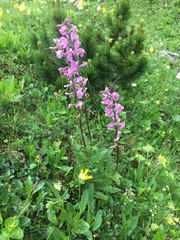 Pedicularis rostratospicata