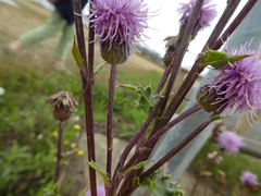 Cirsium arvense
