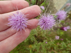 Cirsium arvense