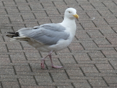 Larus argentatus