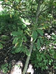Aesculus parviflora
