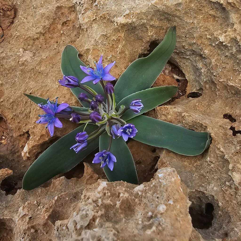 Scilla africana