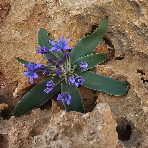 Scilla africana