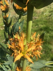 Gentiana lutea aurantiaca