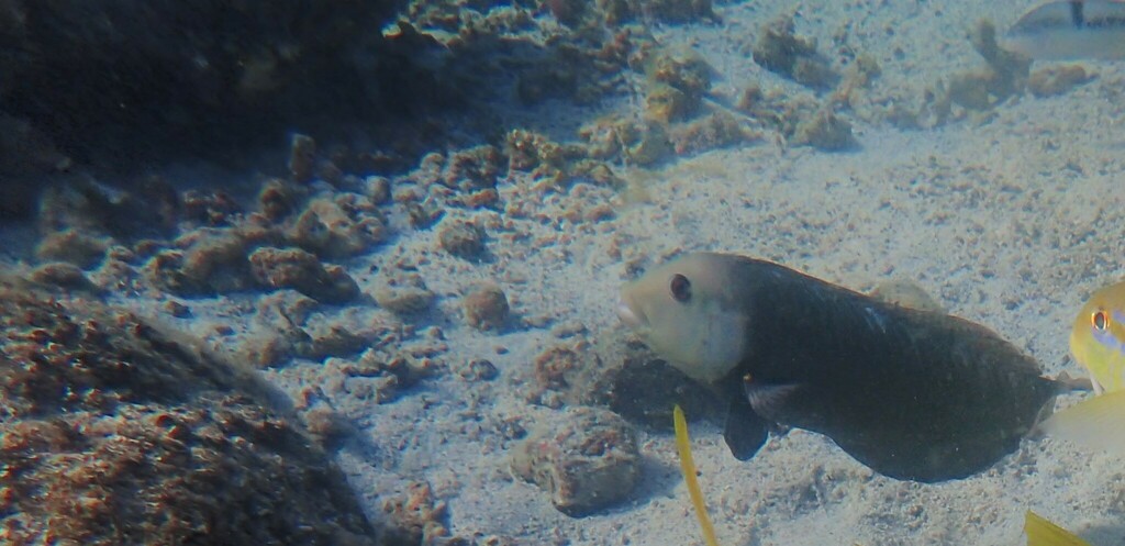 Rockmover wrasse