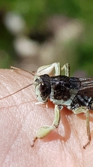 Gomphocerus sibiricus sibiricus