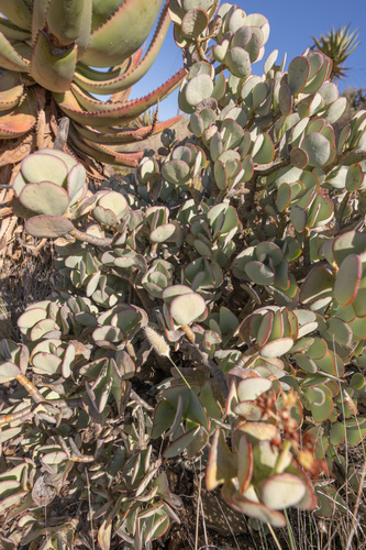 Crassula arborescens