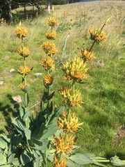 Gentiana lutea aurantiaca