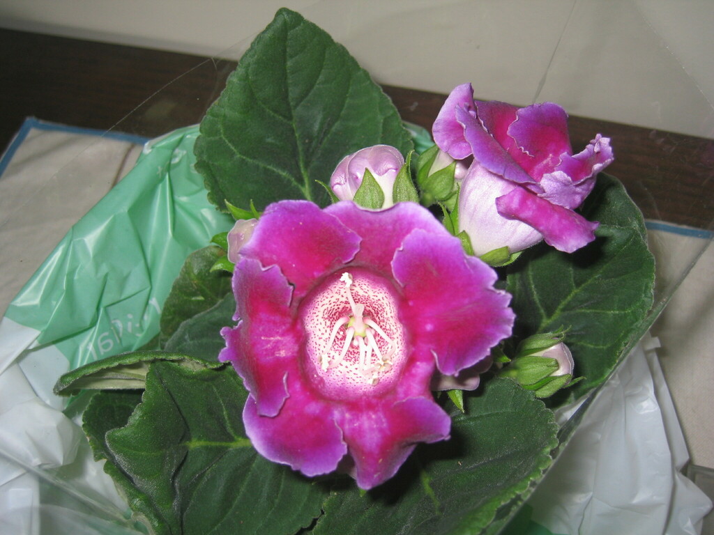 Глоксинія — Sinningia speciosa
