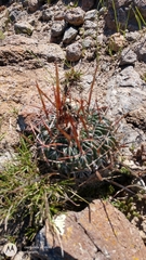 Echinofossulocactus dichroacanthus