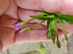 Epilobium
