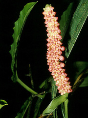 Anthurium bakeri
