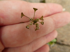Capsella bursa-pastoris