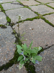 Capsella bursa-pastoris