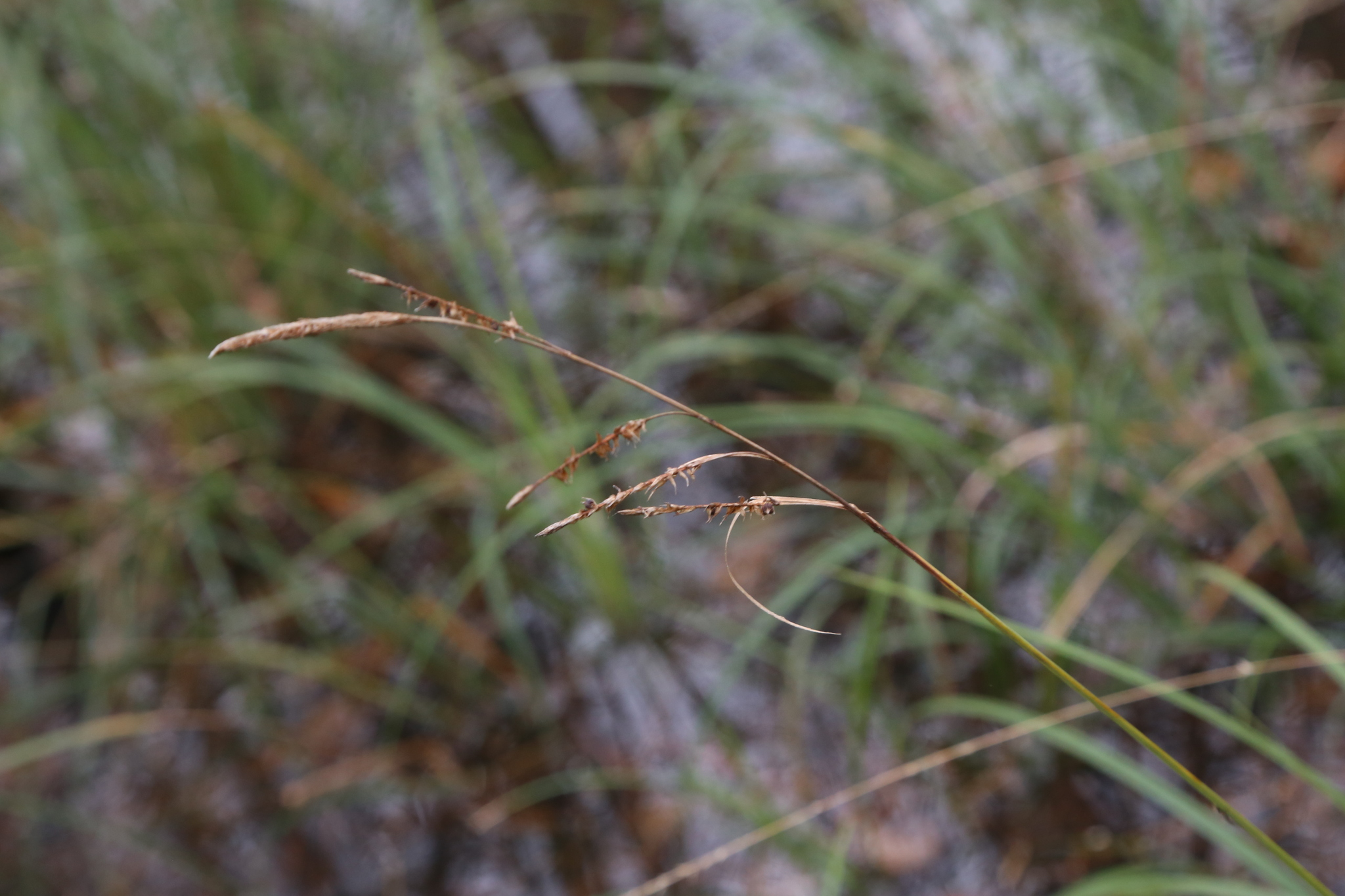 cypress swamp sedge (Carex joorii)