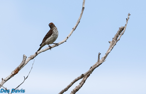 Violet-backed Starling