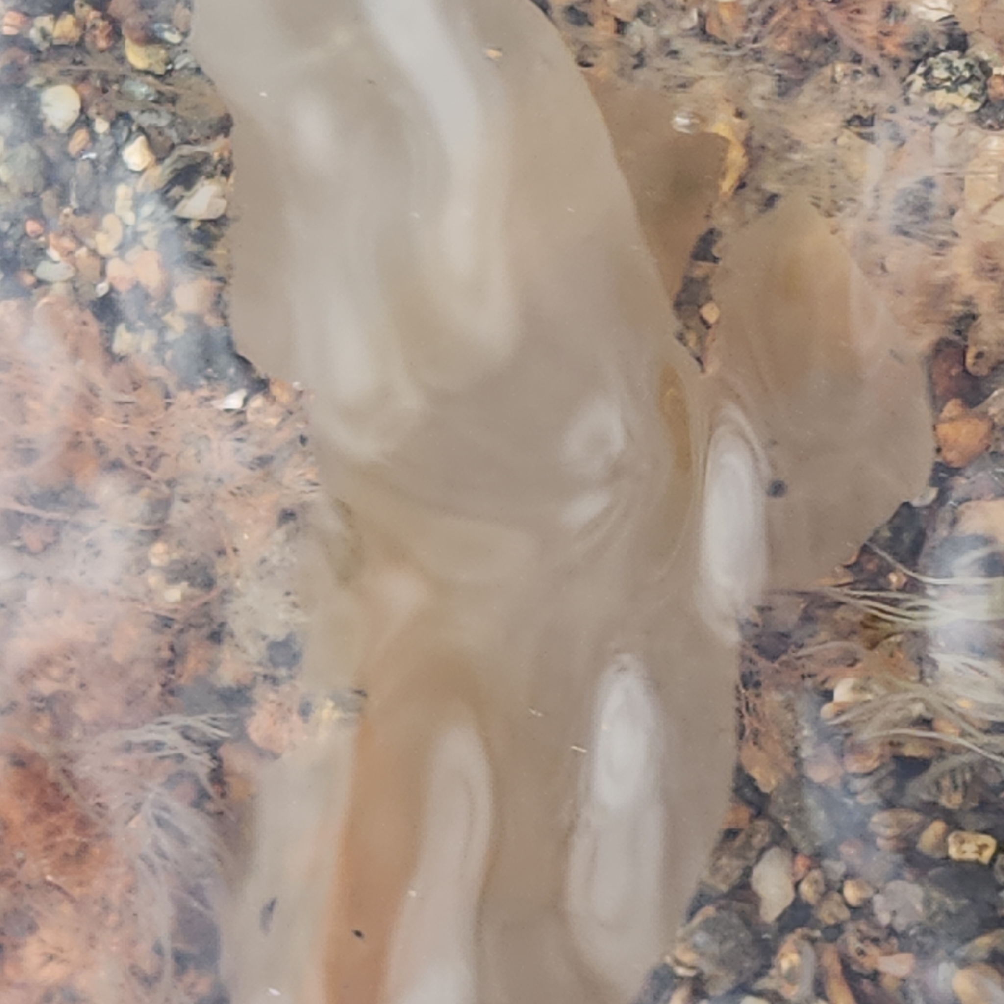 Ciona intestinalis (Linnaeus, 1767)
