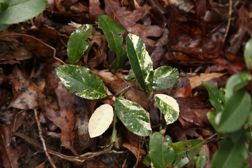 Prunus caroliniana