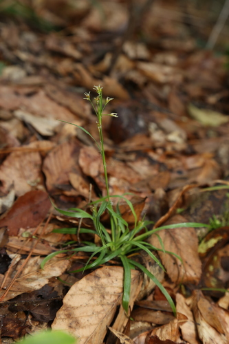 Image of Luzula echinata by (c) Reid Hardin, some rights reserved (CC BY)