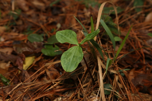 Sabine River wakerobin (Trillium gracile)