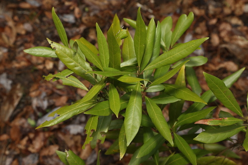 Image of Tamala borbonia by (c) Reid Hardin, some rights reserved (CC BY)
