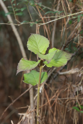 Image of Viburnum scabrellum by (c) Reid Hardin, some rights reserved (CC BY)