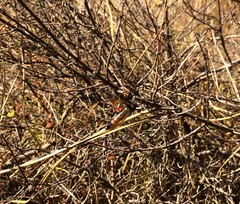 Dasypogon