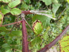 Rubus