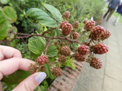Rubus