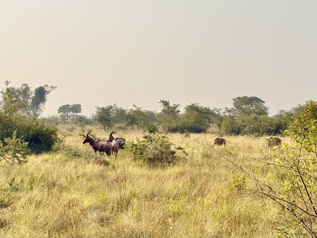 Damaliscus lunatus jimela, Queen Elizabeth National Park, Kinkiizi, Western, UG, by Ashley M Bradford