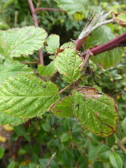 Rubus