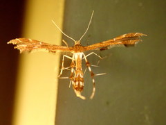 Geina tenuidactylus