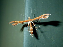 Geina tenuidactylus