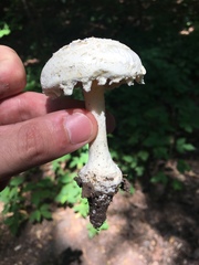 Amanita longipes